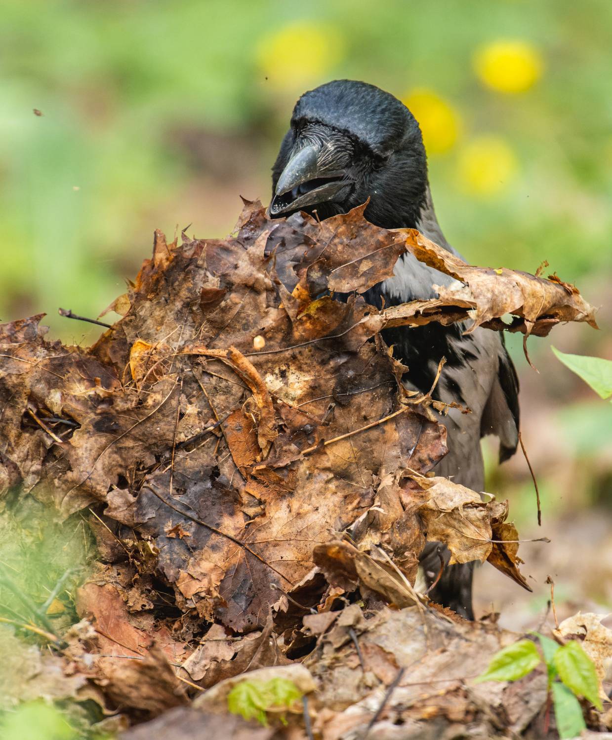 , Дэм Константин