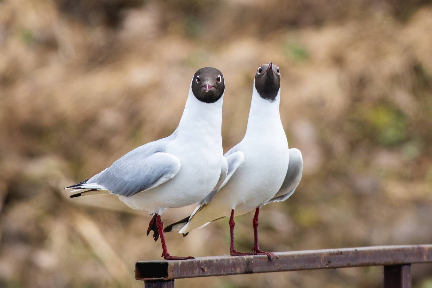 , Дэм Константин