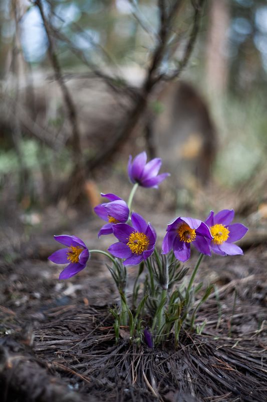 прострелы, первоцветы, сон-трава, природа, весна, цветы, весеннее Сон-трава фото превью