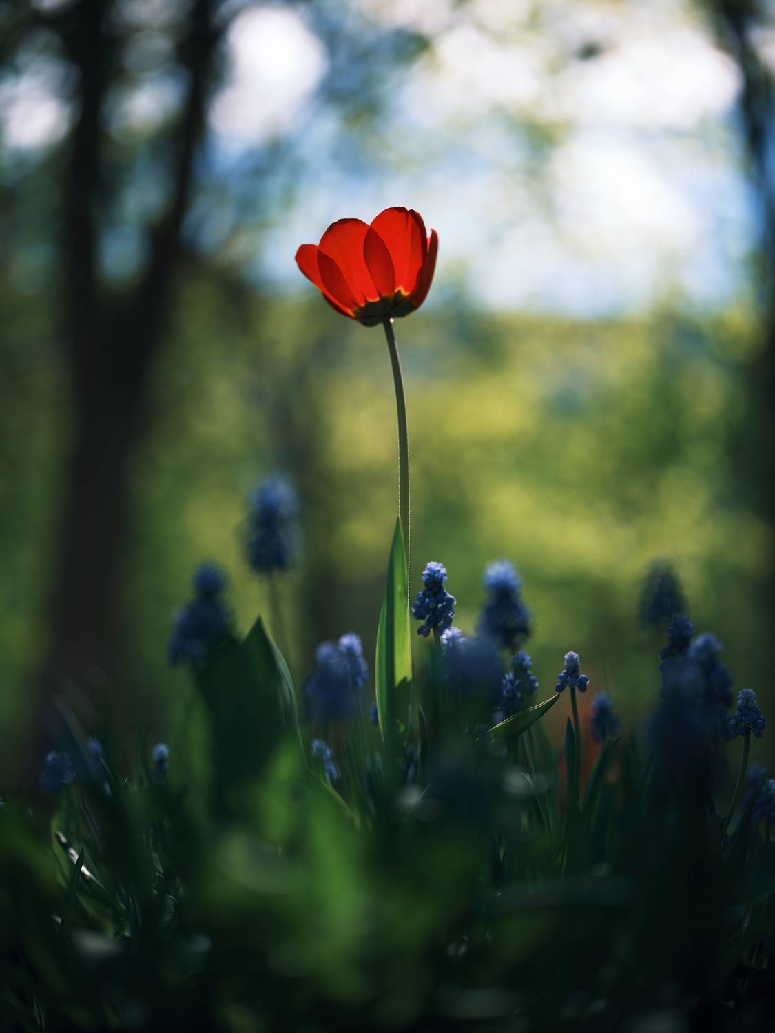 , Дыбов Дмитрий