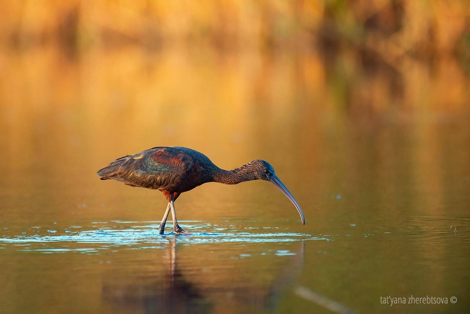 , Татьяна Жеребцова
