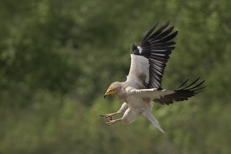 Стервятник фото превью
