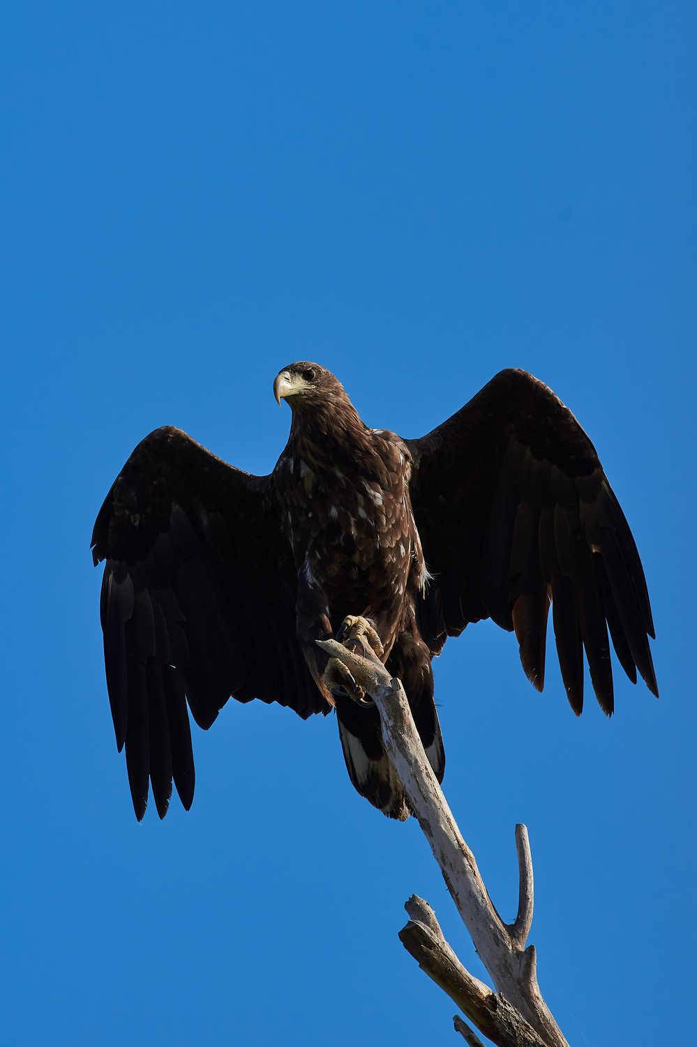 , Павел Сторчилов