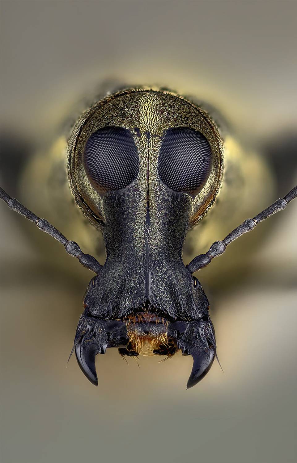 curculionidae, anthribidae sp. fungus weevil, Kavaliauskas Eugenijus