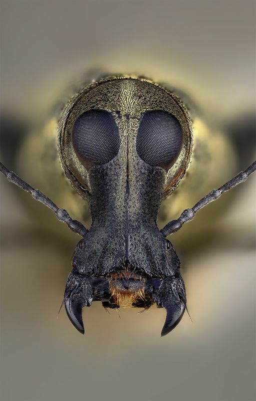 curculionidae, anthribidae sp. fungus weevil Слоник притворщик фото превью