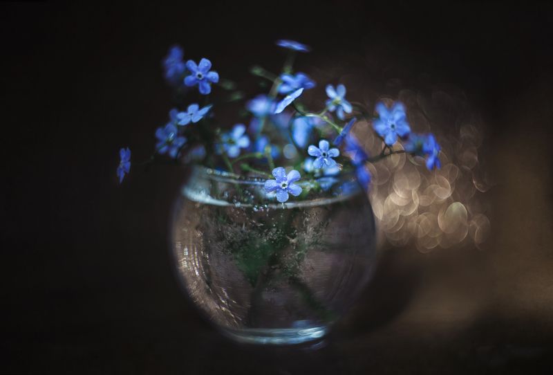 Незабудки фото превью