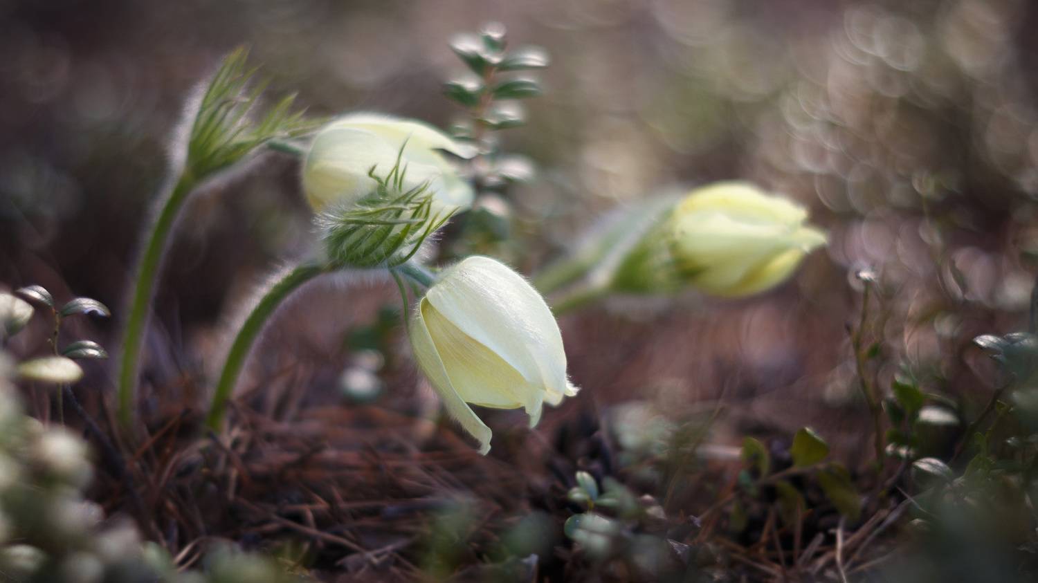 ,  Гобова Наталья