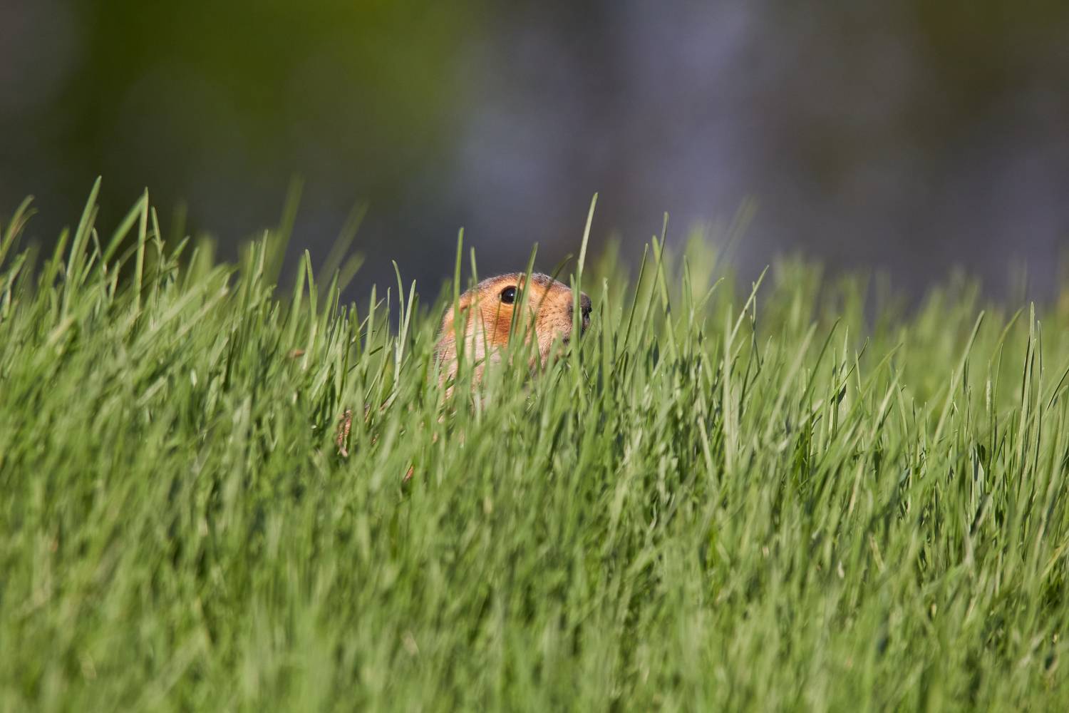 , Гильманов Артур