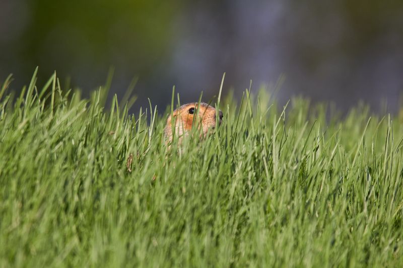 Я тебя вижу фото превью
