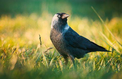 Corvus monedula