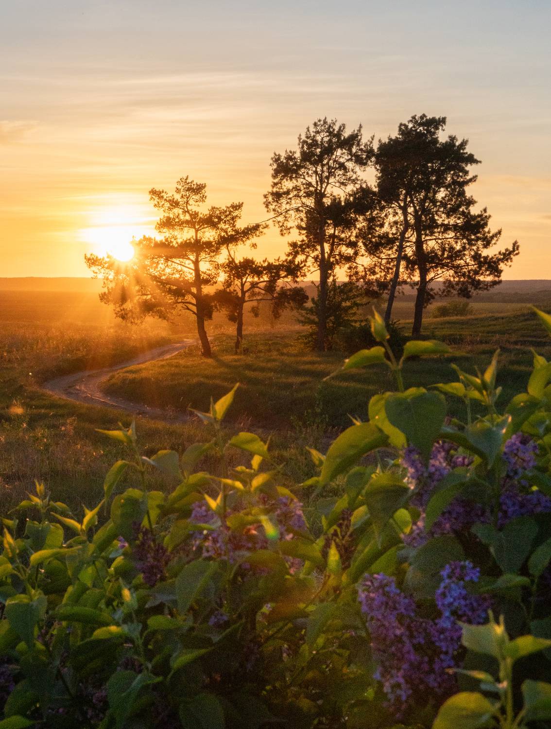 закат, сирень, Иван Мосьянов