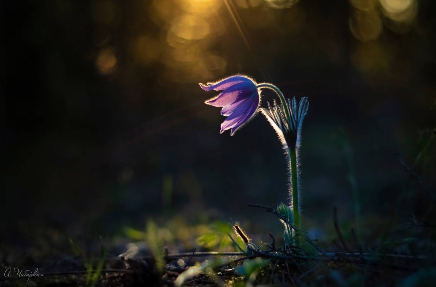 , Александр Чибиркин