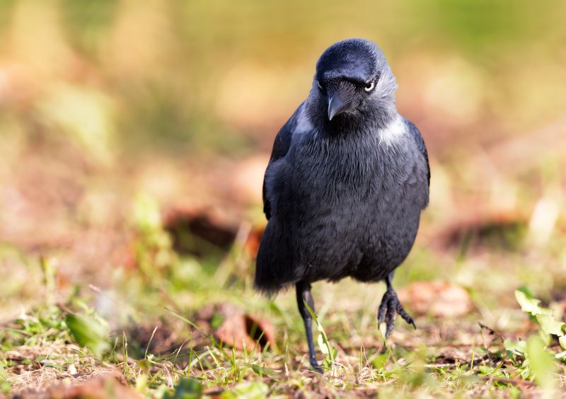 Jackdaw фото превью