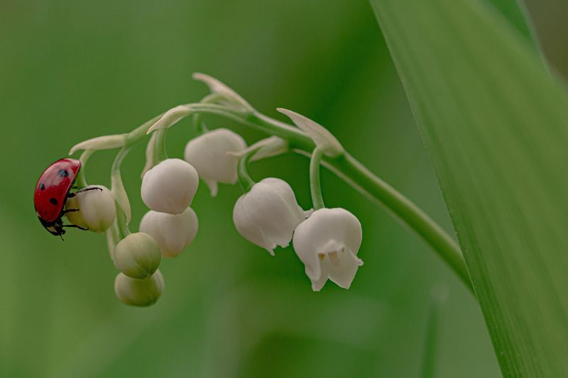 Коровка и ландыш  фото превью