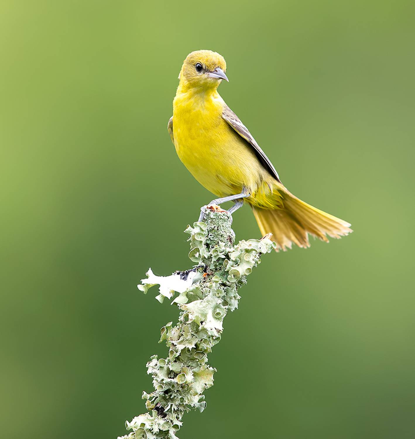 orchard oriole, трупиал, oriole, весна, Etkind Elizabeth