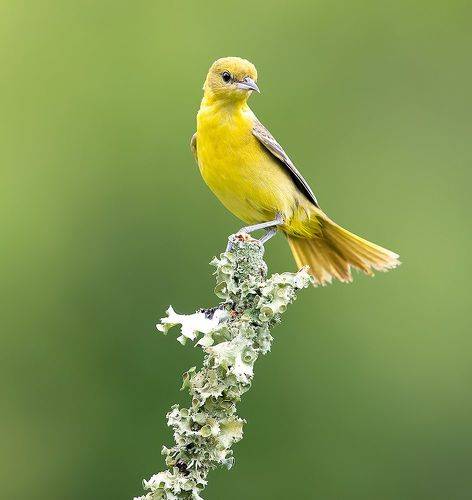 Orchard Oriole, female - самка, Cадовый цветной трупиал