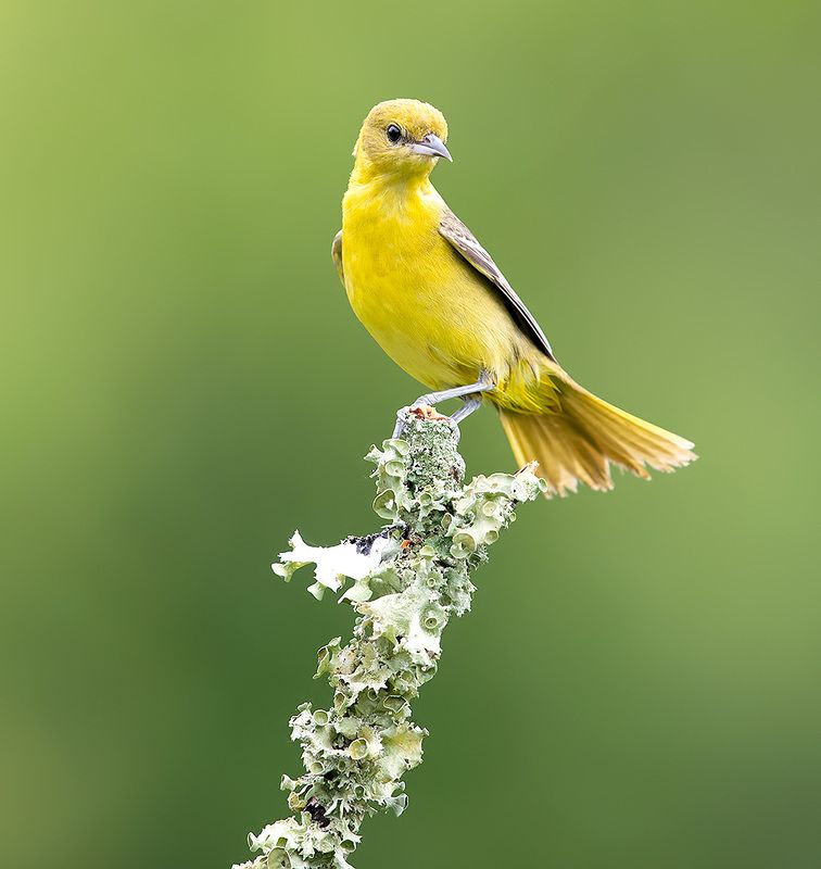 orchard oriole, трупиал, oriole, весна Orchard Oriole, female - самка, Cадовый цветной трупиал фото превью