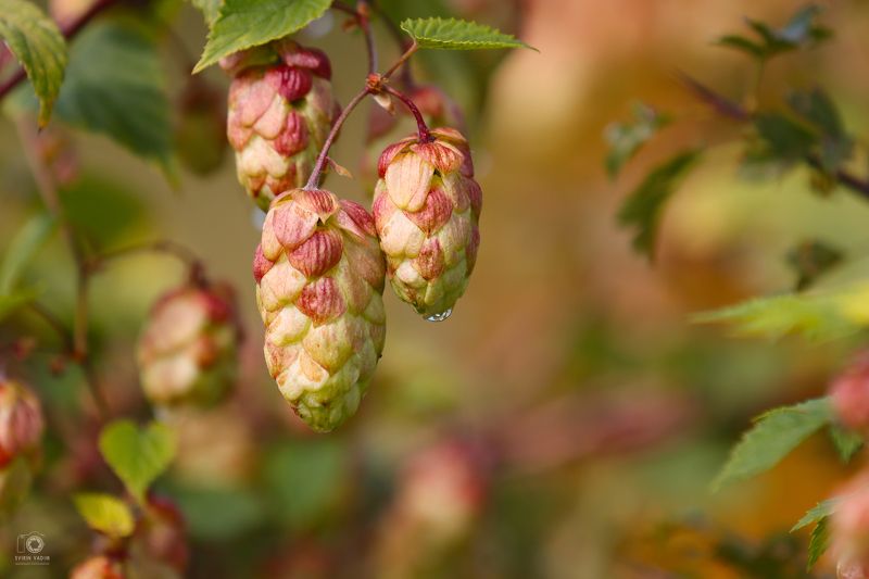 Хмель. фото превью