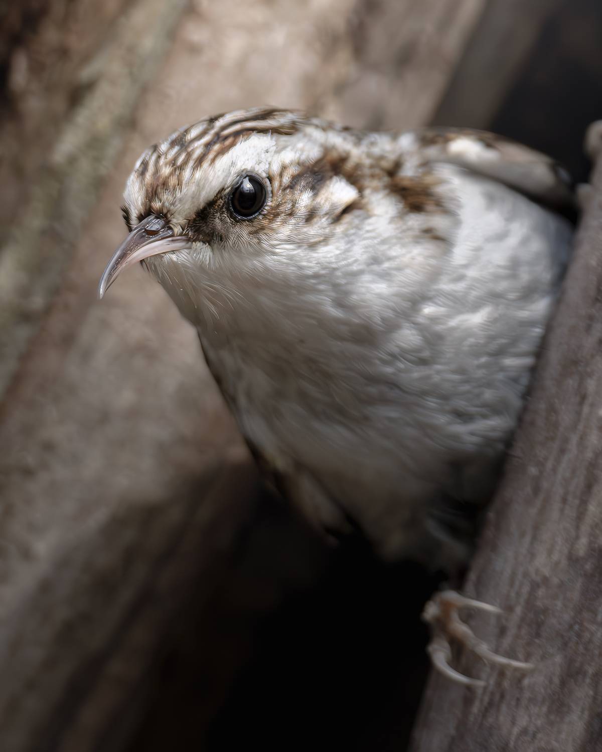 , Поляков Михаил