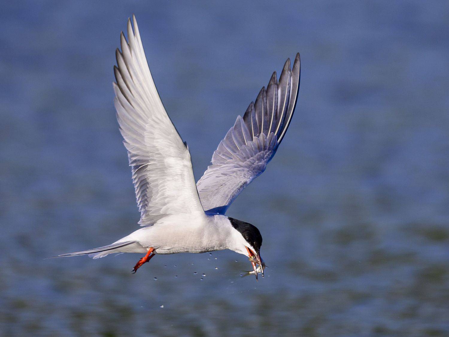 , Пупонин Сергей