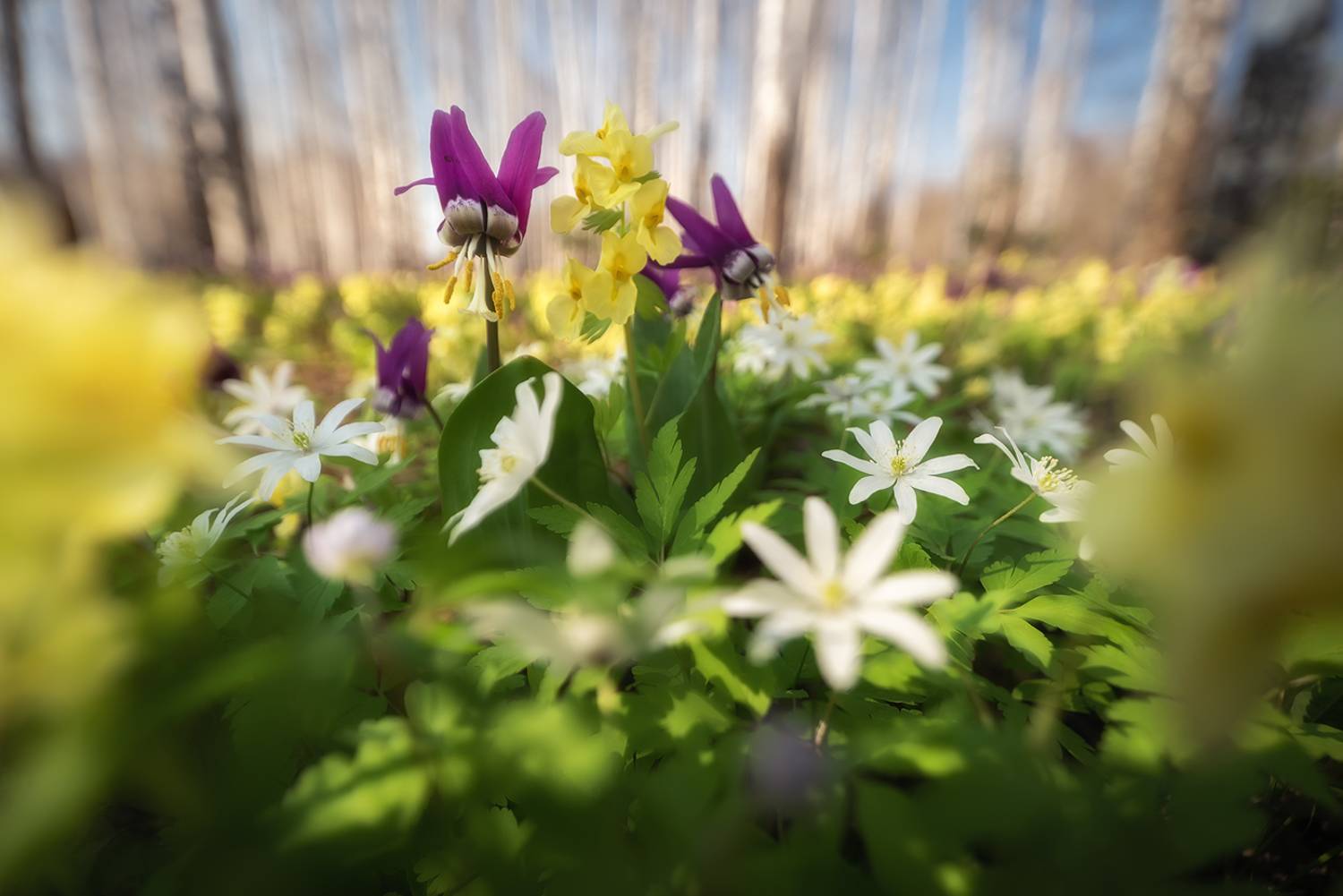 алтайский край, тогульский район, черневая тайга, кандыки, ветреницы, хохлатки, первоцветы, эфемероиды, салаир, присалаирье, весеннее цветение, весенний алтай, Рубан Алена