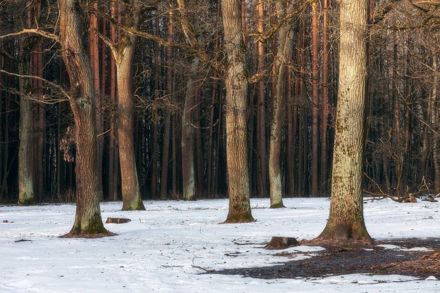 парк, утро, весна, природа, Московская область, пейзаж, апрель, Мартыненко Дмитрий