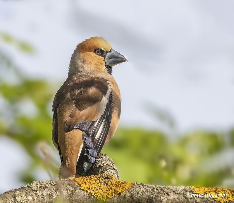 bird of prey, animal, birds, bird,  animal wildlife, nature, animals in the wild, дубонос, hawfinch, птицы, птица Дубонос фото превью