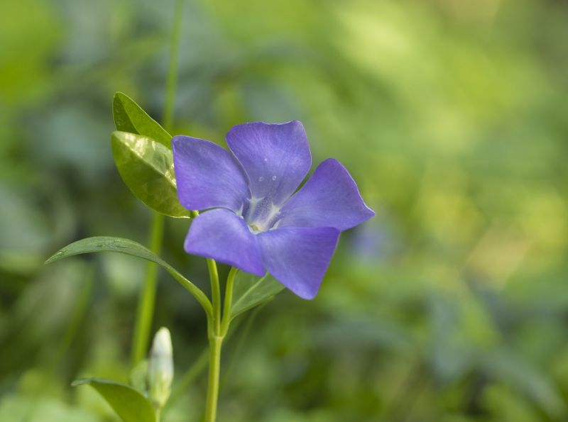 Барвинок (фиалка ведьм) фото превью