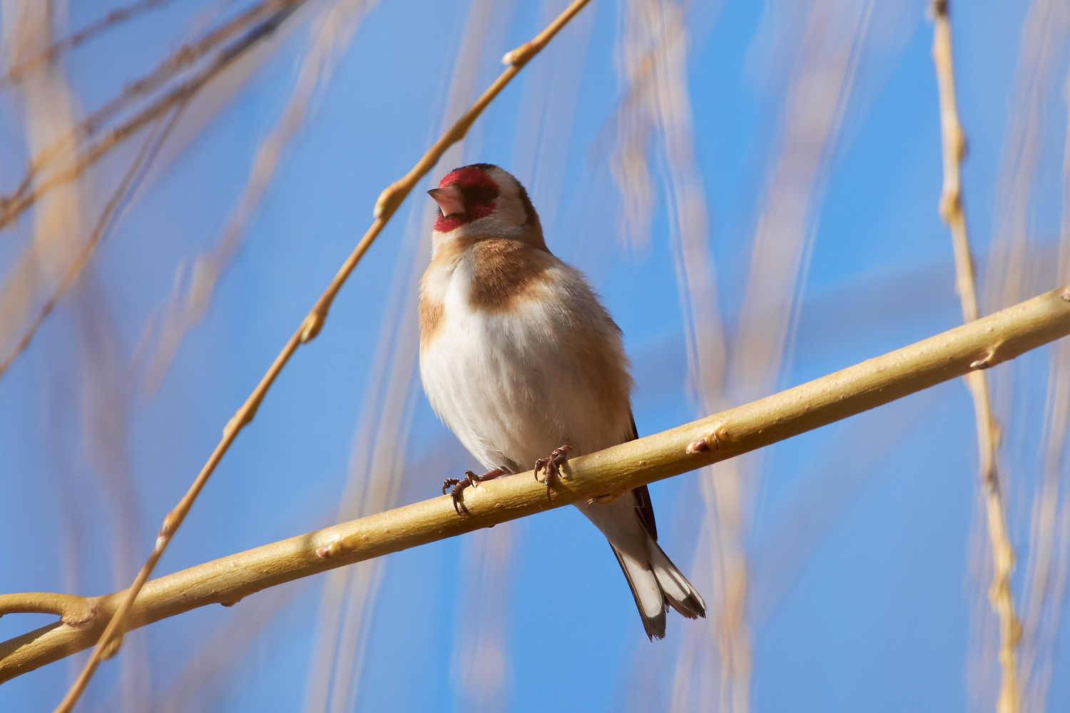 , Павел Сторчилов