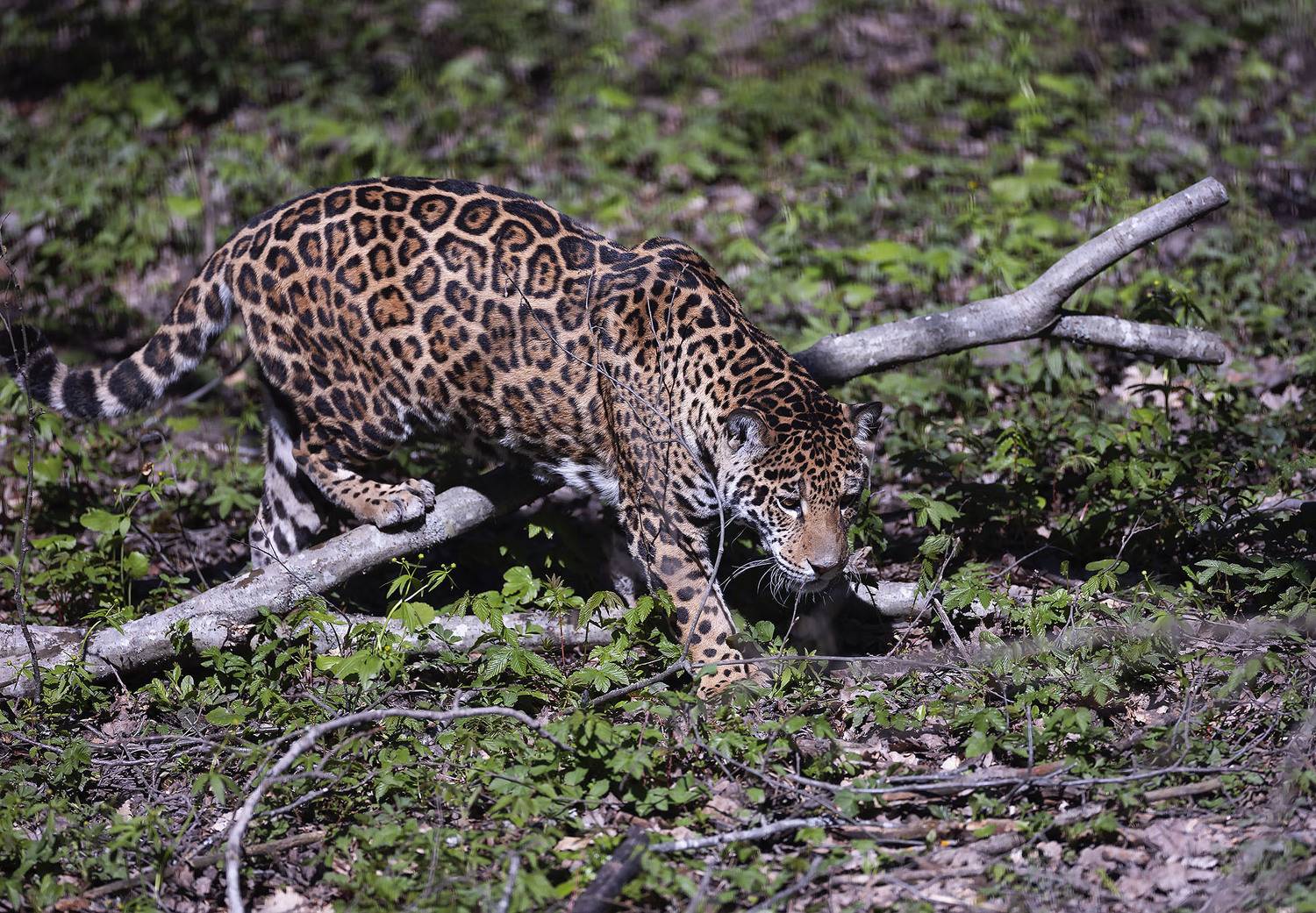 ягуар, пантера,хищник, охотник, красавец,jaguar, hunter, beautiful, wildlife, Стукалова Юлия