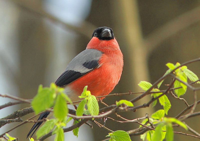 Апрельский фото превью
