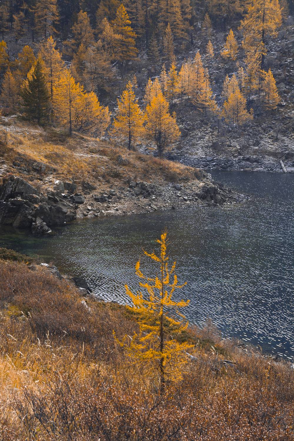 россия, горный алтай,лиственницы,осень, Андрей Поляков
