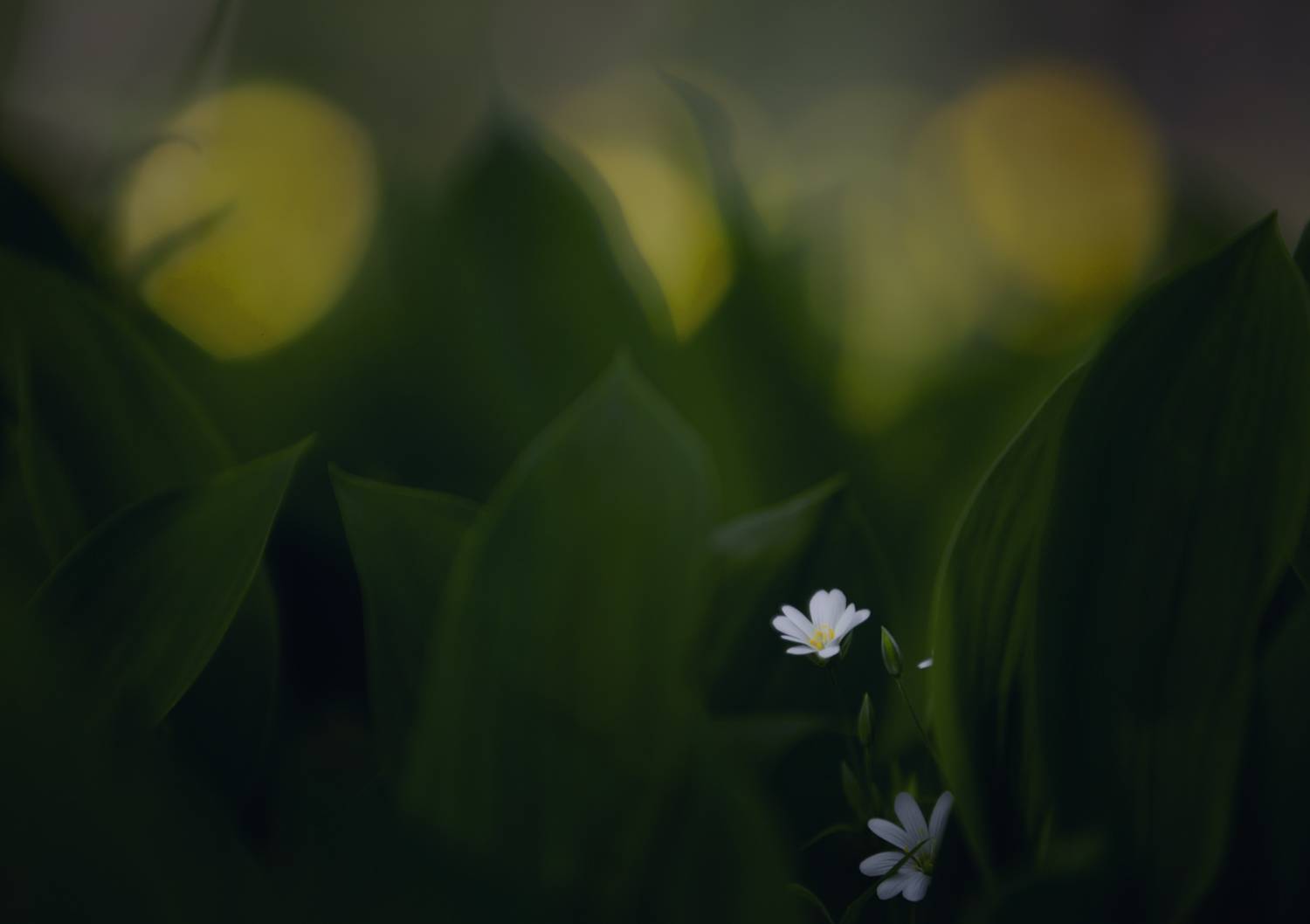 лес, свет, утро, природа, цветок, Баранов Олег