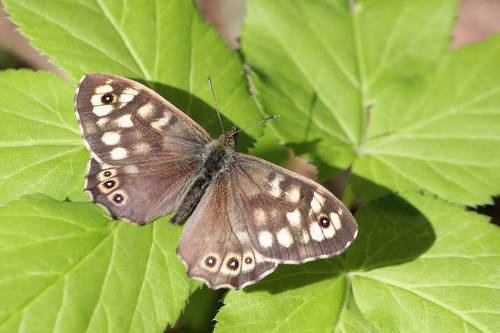 Краеглазка эгерия (Pararge aegeria)