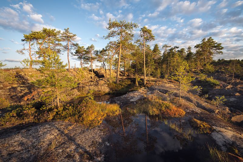 ладога, ладожские шхеры, карелия, северное приладожье, скалистые острова, сосны, сельги, лесотундра, редколесье \
