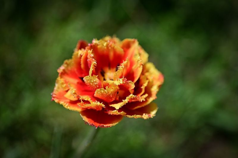 Тюльпан любви фото превью