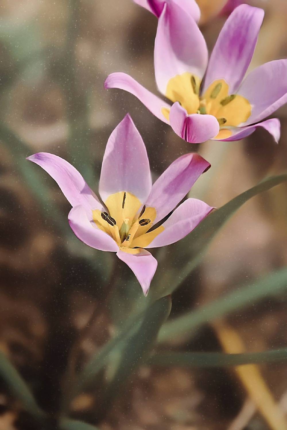 макро, macro, цветы, flower, весна, spring, тюльпан, Julia Kaissa