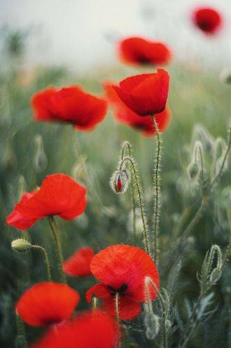 Эстетика макового апреля.