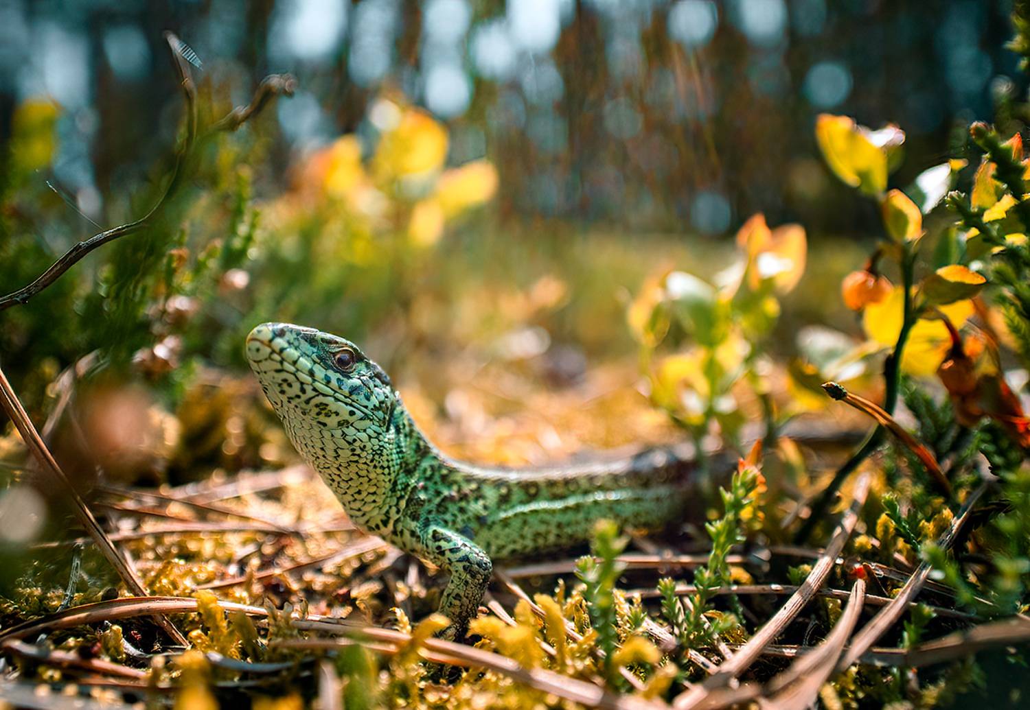 wildlife, macro, lizard, nature, Wojciech Grzanka