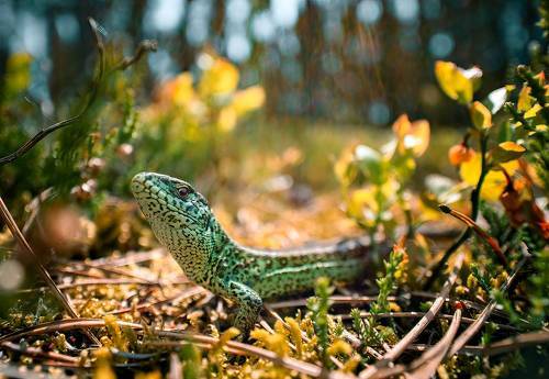 Sand lizard