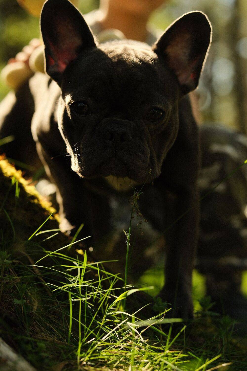 , Александр Козлов