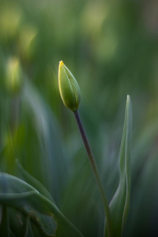 Бутон тюльпана неизвестного цвета фото превью