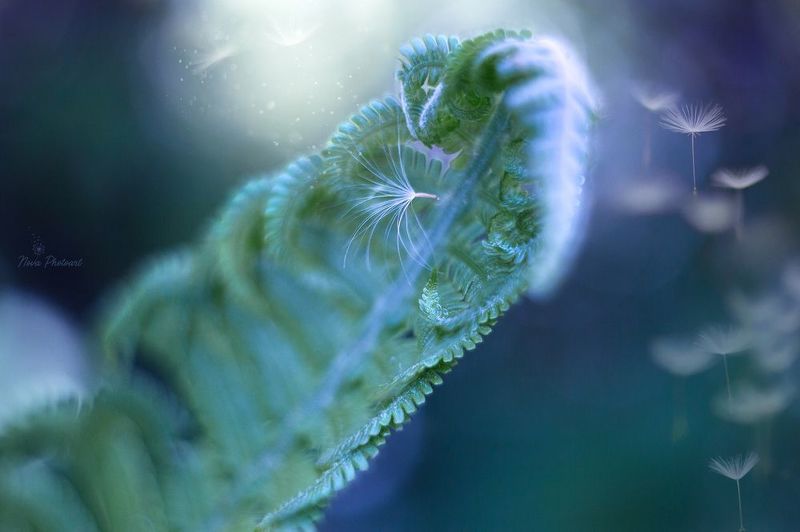 фото превью