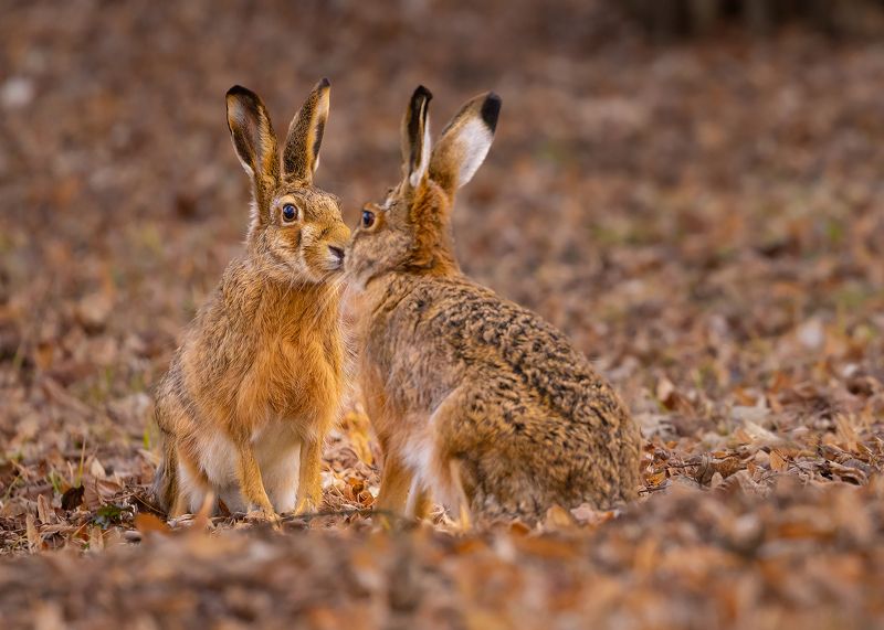 Hares фото превью