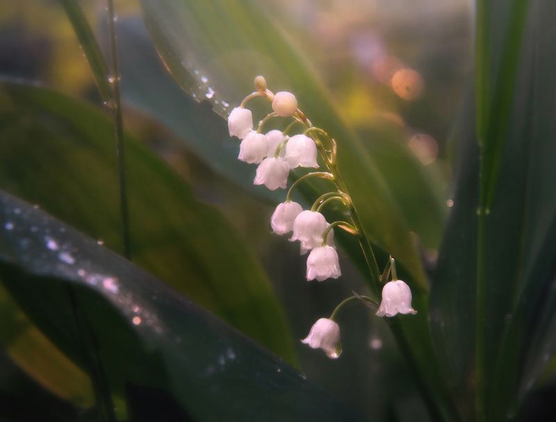 Утренний ландыш фото превью