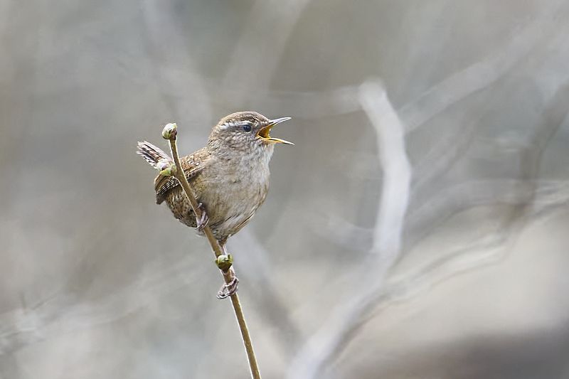 Wren. фото превью