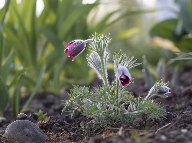 сон-трава, улитка, весна, утро Сон-трава... фото превью