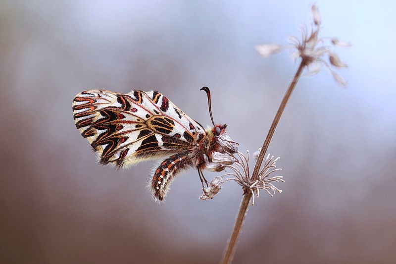 поликсена *** фото превью
