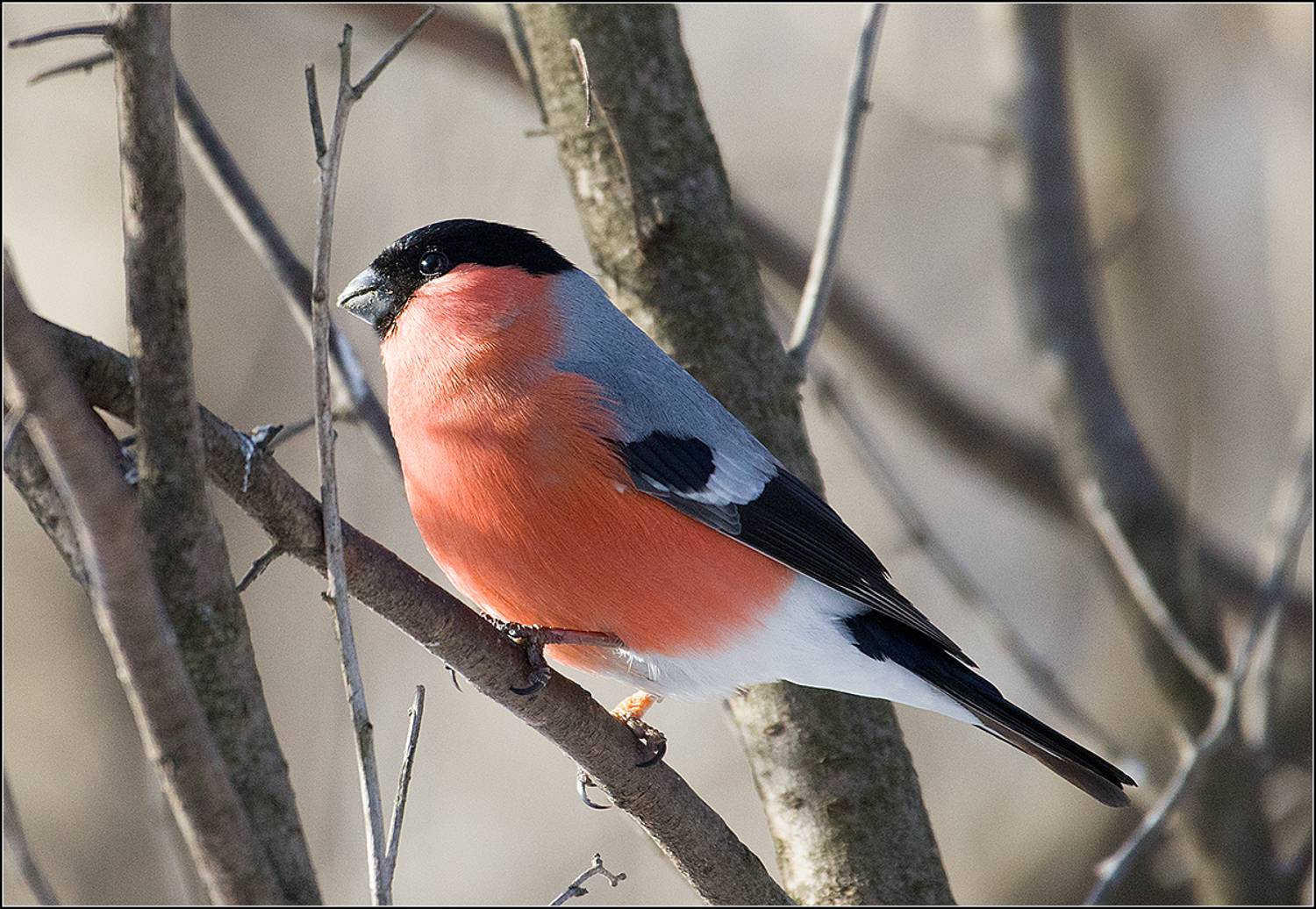 москва, парк, птица, АНАТОЛИЙ ДОВЫДЕНКО