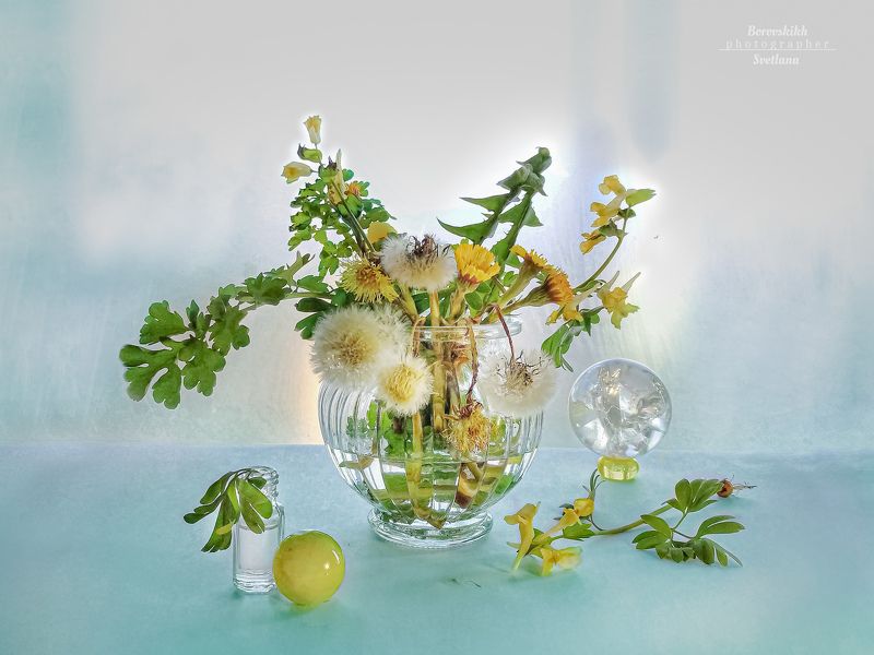 Первоцветы фото превью